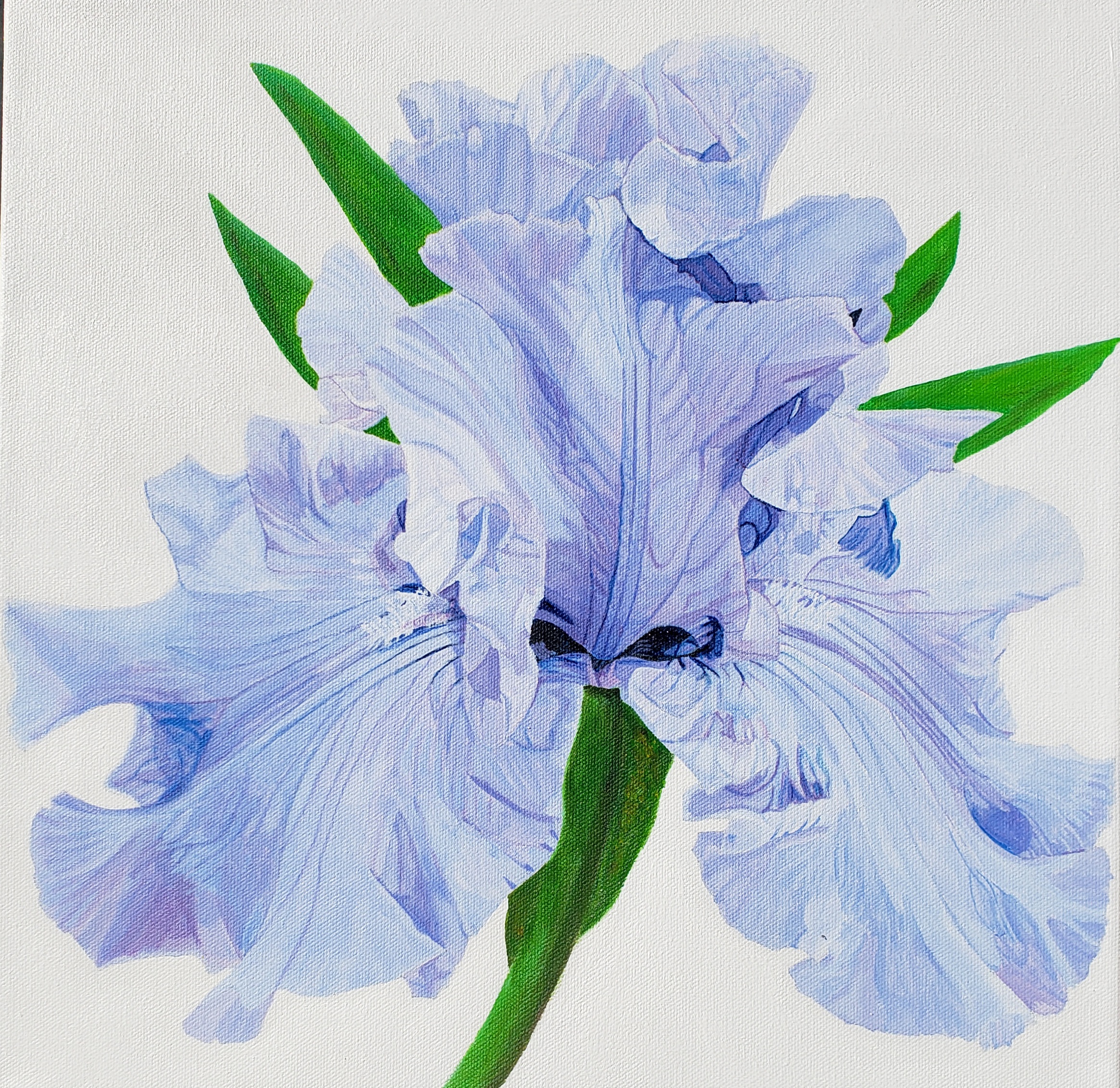 Aquamarine Iris