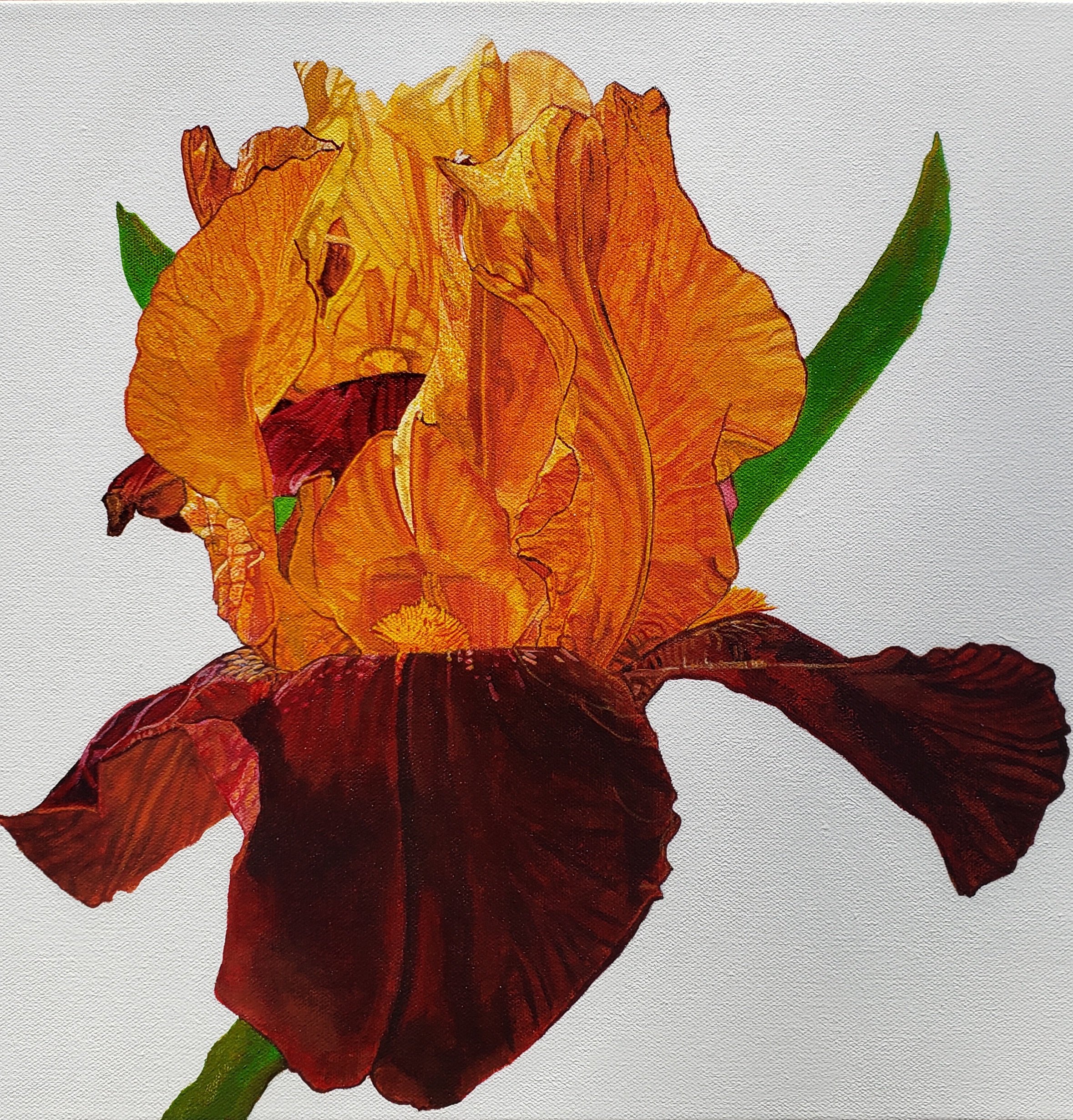 Gold and Red Iris