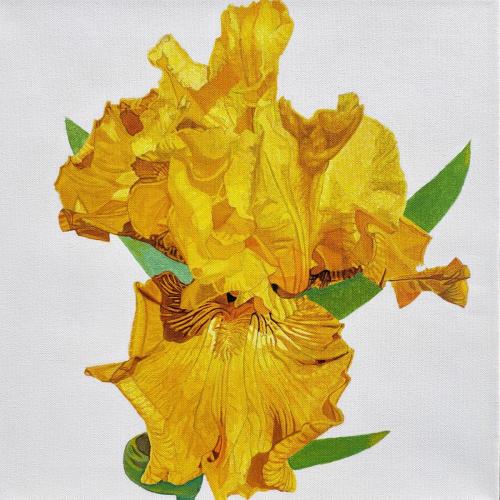 Yellow Iris
