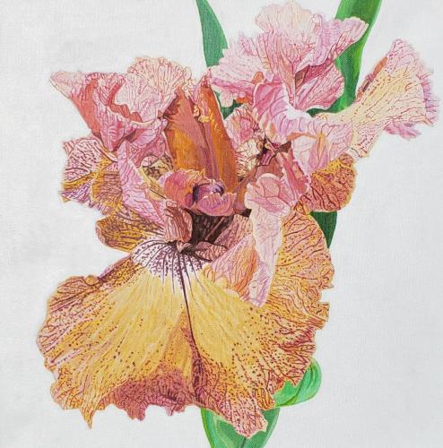 Crimson and Gold Iris