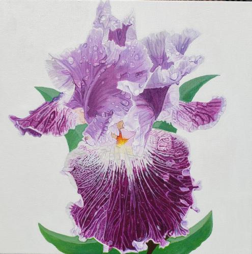 Purple Iris